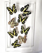 Real 3D Framed Malachite Butterflies: Butterfly Art - Acrylic Frame