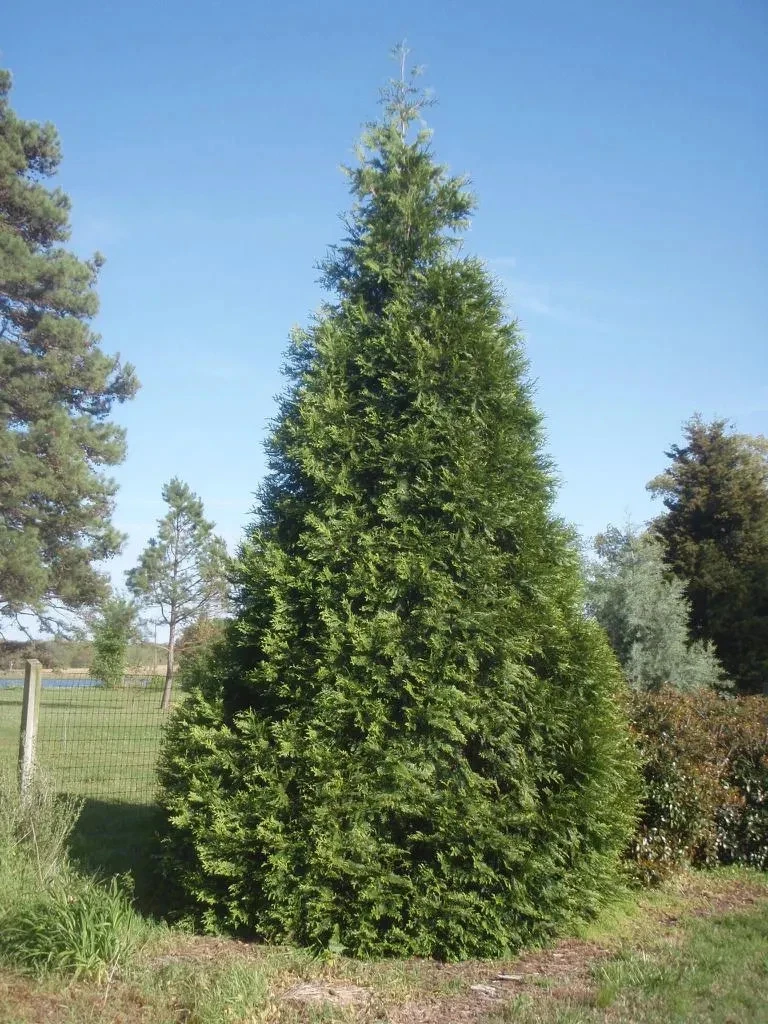 Thuja Evergreen Shrubs, Bushes&Hedges for sale | eBay