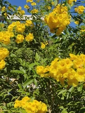 1 LB 4 OZ (20 OZ) TECOMA STANS TRONADORA ESPERANZA ARBOL DE SAN PEDRO ESCANDOR