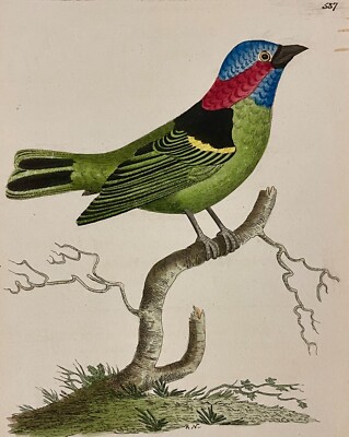 1789 Collared Tanager Shaw & Nodder Hand Colored Copperplate Engraving