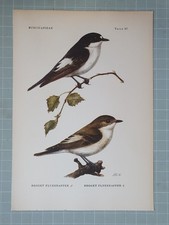 BEAUTIFUL BIRD PRINT - MOTTLED PIED FLYCATCHER