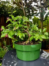 Bonsai Mount Serissa  pink Flowering 10 years Raised Ariel roots trunk