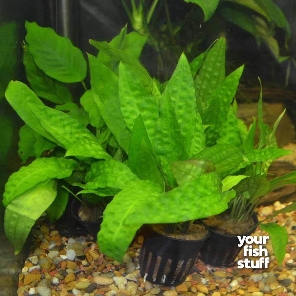 Cryptocoryne usteriana 'Green' Live Aquarium Plant *BUY 1 GET 1 at