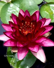 Almost Black, Hardy Water Lily Tuber, Live Plant, Black & Pink