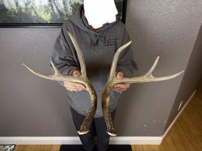 Matched Set Whitetail Deer Antlers Sheds 4x4 WILD IDAHO Horns