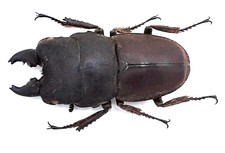 Lucanidae, Serrognathus (Dorcus) taurus subtaurus f. capito, A1, 41 mm, Borneo