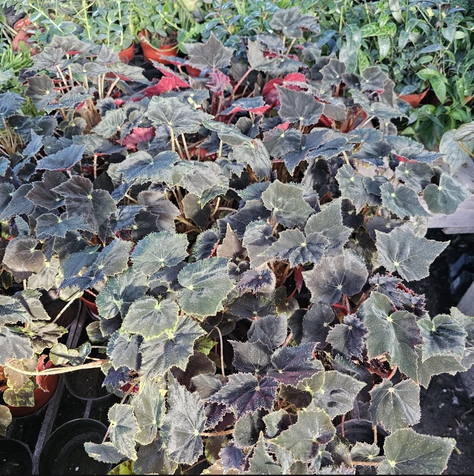 Begonia Black Velvet | Begonia bowerae 'Black Velvet' | 4-Inch Pot | Fuzzy Leaf - Image 2 of 2