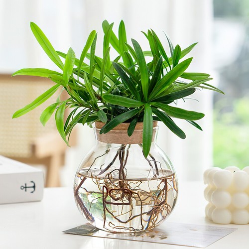 Pflanze Terrarium Vermehrungsstation Hydrokultur Vase Wasserpflanzgefäß - Bild 10 von 10