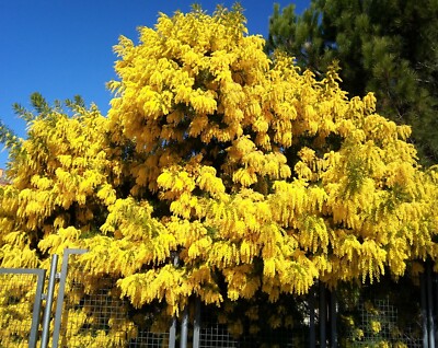 Acacia Dealbata Tree Shrub 100 Seeds, Silver Wattle Mimosa Fragrant Bush |  eBay