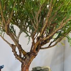 False Cyprus Bonsai Tree in Brown Ceramic Pot w/ Ornaments  — photo 2