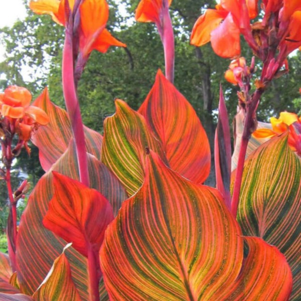 Canna Tropicanna ORIGINAL, la auténtica – RIZOMA en crecimiento