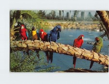 Postcard Colorful Trained Parrots At Anheuser-Busch's Brewery Tampa Florida
