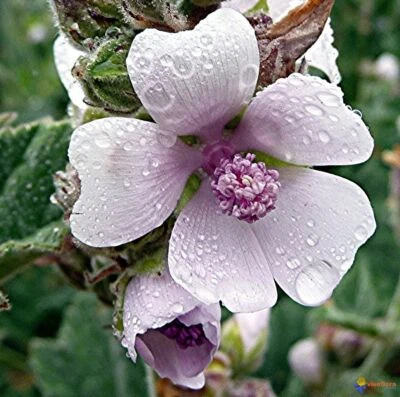 200 Graines de Guimauve Officinale Méthode BIO fleur vivace Mellifère Médicinale