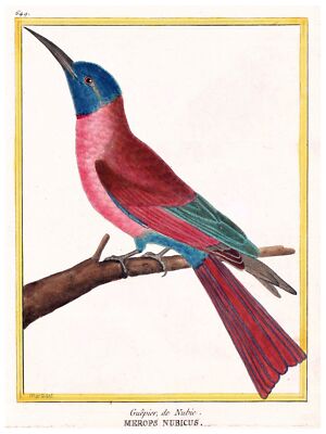 5901.Merops Nubicus.Bird.Bird nature illustration Poster.Interior design decor