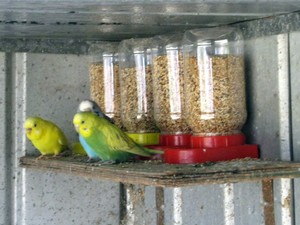 aviary bird seed feeders