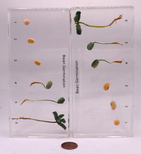 Bean Germination in 6.3" Clear Lucite Resin Science Education Paperweight Block - Picture 3 of 13