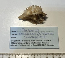 Pterynotus loebbeckei.   Philippines . Great Shape. 51mm