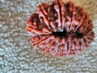   15 MUKHI RUDRAKSHA 38MM FROM NEPAL RARE  COLLECTORS  — photo 8