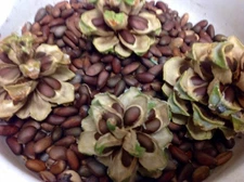 Pine Nuts 3Lbs NV Fresh 2025 In Shell