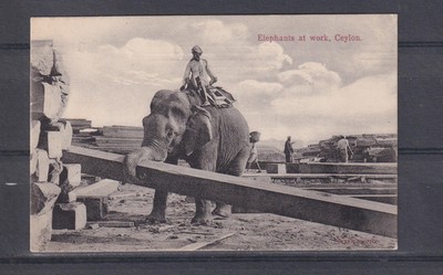 CEYLON, SRI LANKA, ELEPHANTS AT WORK, 1912 ppc., COLOMBO to France.