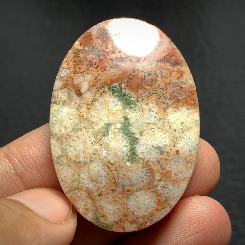 Natural Coral Fossil Cabochon 41x29x8.5mm High Quality 68 ct - Picture 3 of 7