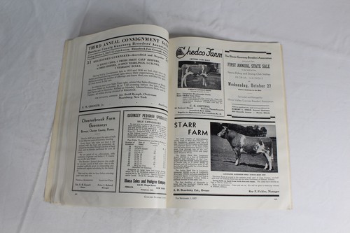 Guernsey Breeders Journal September 1, 1937 Cow Calf Bull Farms Cattle Dairy Ads - Imagen 18 de 21