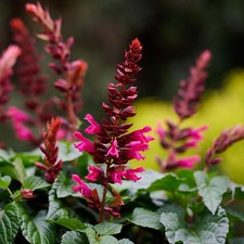 Salvia 'Salgoon Lake Flamingo' Plugs x3 - Ornamental Sage Hardy Perennial Bee