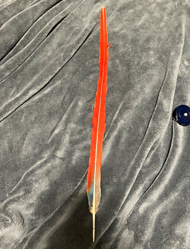 24in Scarlet Macaw Tail Feather | ethically collected
