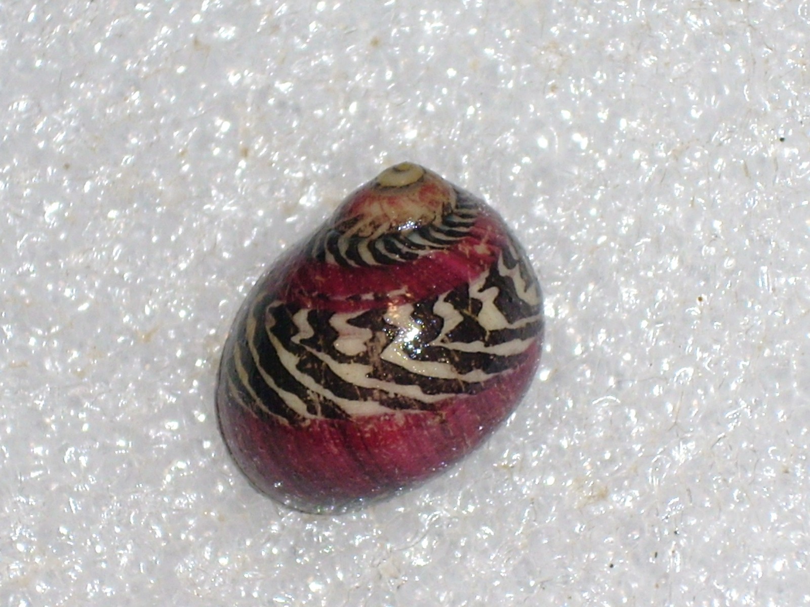 VITTINA WAIGIENSIS AMAZING PATTERN