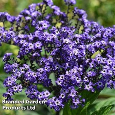 Heliotrope garden pots/borders vanilla sky  scented plants 2 x