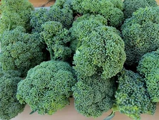 Green Sprouting Calabrese Broccoli, 250+ Seeds. Heirloom~Non-Gmo~Organic. USA.
