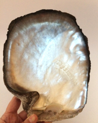Tahitian Black Lipped Pearl Oyster Half Shell NATURAL MULTICOLOR approx 10''