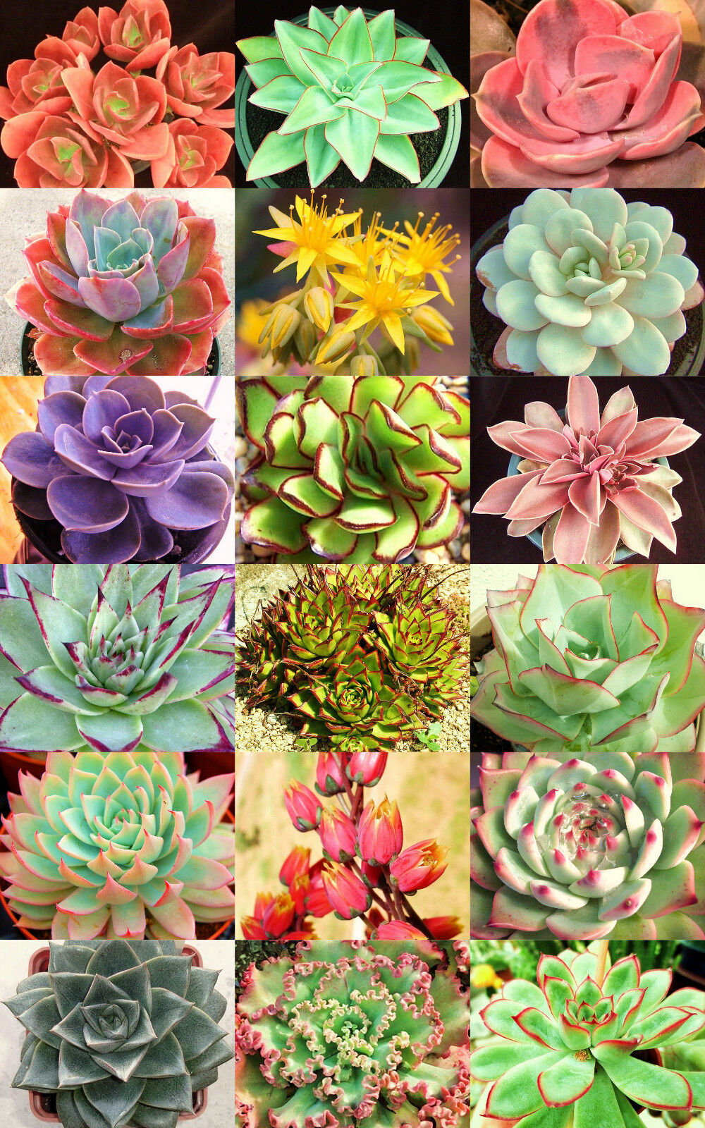 Succulentes Echeveria variées (lot de 20)