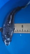 22in Kumonryu  Japanese Koi Live Imported KoiGazer