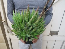 Aloe Crosby's Prolific Succulent