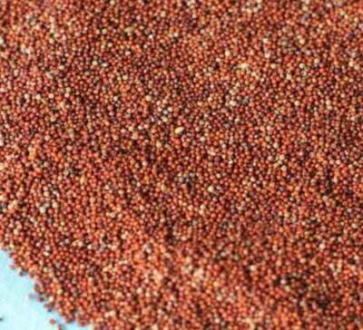 Whole Nachani / Ragi / Finger Millet Grains - PREMIUM Quality Indian Herbs