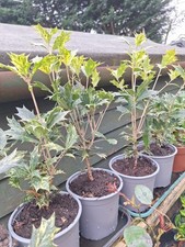 OSMANTHUS HETEROPHYLLUS 'GOSHIKI' FALSE HOLLY EVERGREEN SHRUB PLANT IN 13cm POT