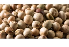 1/2 POUND Gandules Seeds (Pigeon Peas, cajanus cajan, frijoles), NON-GMO Organic