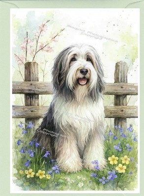Bearded Collie Hund Grußkarte. Vorderseite der Karte personalisierbar