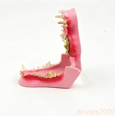 Canine Dental Model, Dog Teeth Oral Anatomy Model for Veterinary Teaching