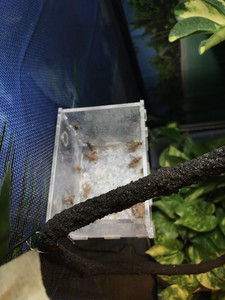 chameleon feeder cup