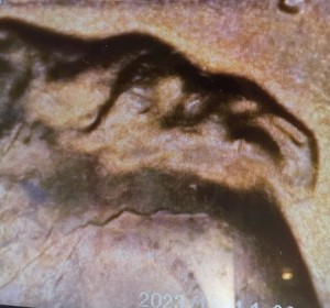 1964 BU Lincoln Penny cracked skull die break Error 🔥Free ShIpping🔥