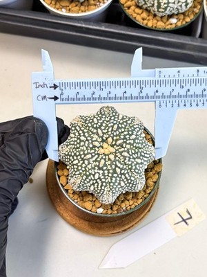 Astrophytum Star Shape (at2) (g7) | Japanese Import