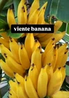 Live Banana Plant-Rare- Viente Cohol Banana Plant - Fast Fruiting