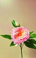 Artplants Kunstblume Pfingstrose Fyrfar, Offen, Rosa, 60Cm