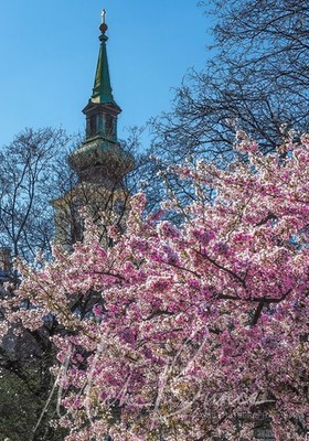 Wandbild '' Kirschblüte '' Budapest A4 Druck 