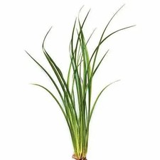 Vari Lime Rush - Bunch