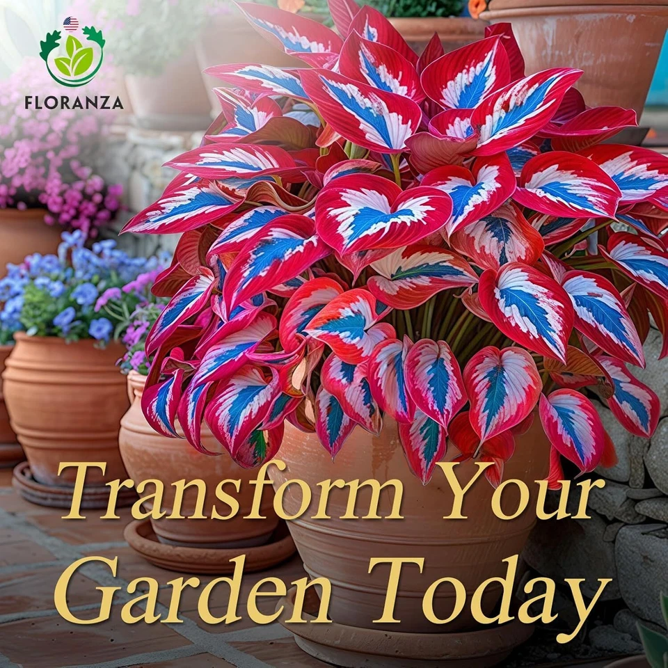 Semillas de Hosta - 100 Hosta Raras Blancas y Rojas con Variaciones Azules - Plantas Perennes Foto 2 de 4