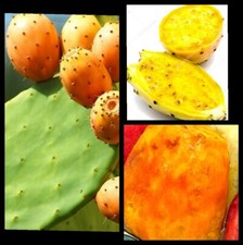 12pale-Fico d'india- arancio/giallo-"senza spine"-opuntia-ficus-origine Sardegna