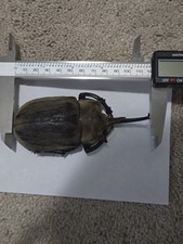 Megasoma Elephas 117 mm , Giant Size! Beetle ...